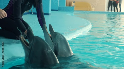 Dolphins are fed with fish. Dolphinarium photo