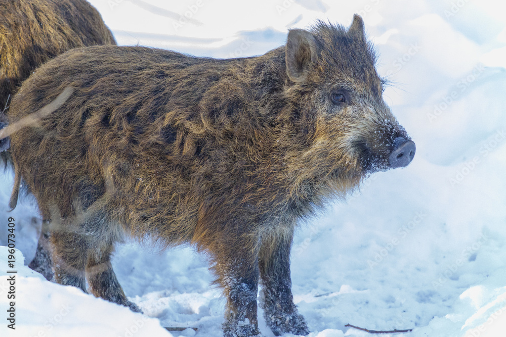 Wild boar shot in a snow-covered winter forest. Wild boar shot in a snow-covered winter forest.