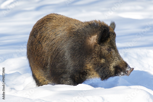Wild boar shot in a snow-covered winter forest.