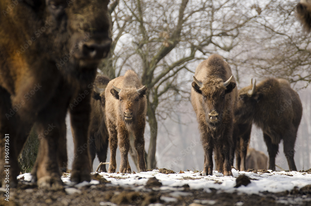 European Bison, Bison bonasus, Visent, herbivore in winter, herd, Slovakia European Bison, Bison bonasus, Visent, herbivore in winter, herd, Slovakia