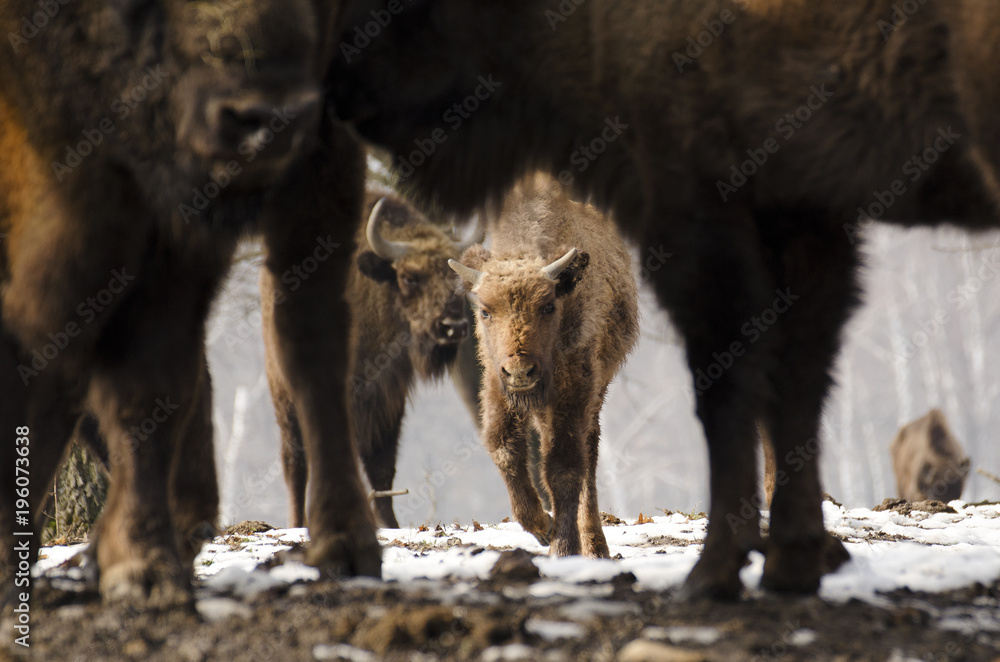 Fototapeta premium European Bison, Bison bonasus, Visent, herbivore in winter, herd, Slovakia