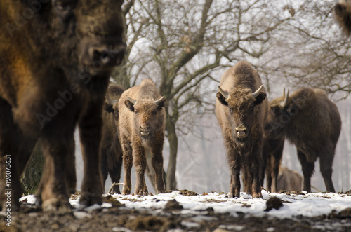 European Bison, Bison bonasus, Visent, herbivore in winter, herd, Slovakia