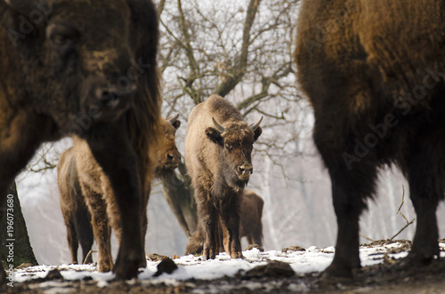 European Bison, Bison bonasus, Visent, herbivore in winter, herd, Slovakia
