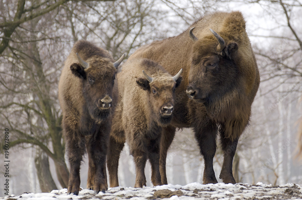 European Bison, Bison bonasus, Visent, herbivore in winter, herd, Slovakia