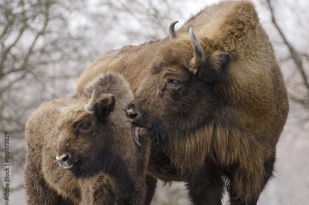 European Bison, Bison bonasus, Visent, herbivore in winter, herd, Slovakia European Bison, Bison bonasus, Visent, herbivore in winter, herd, Slovakia