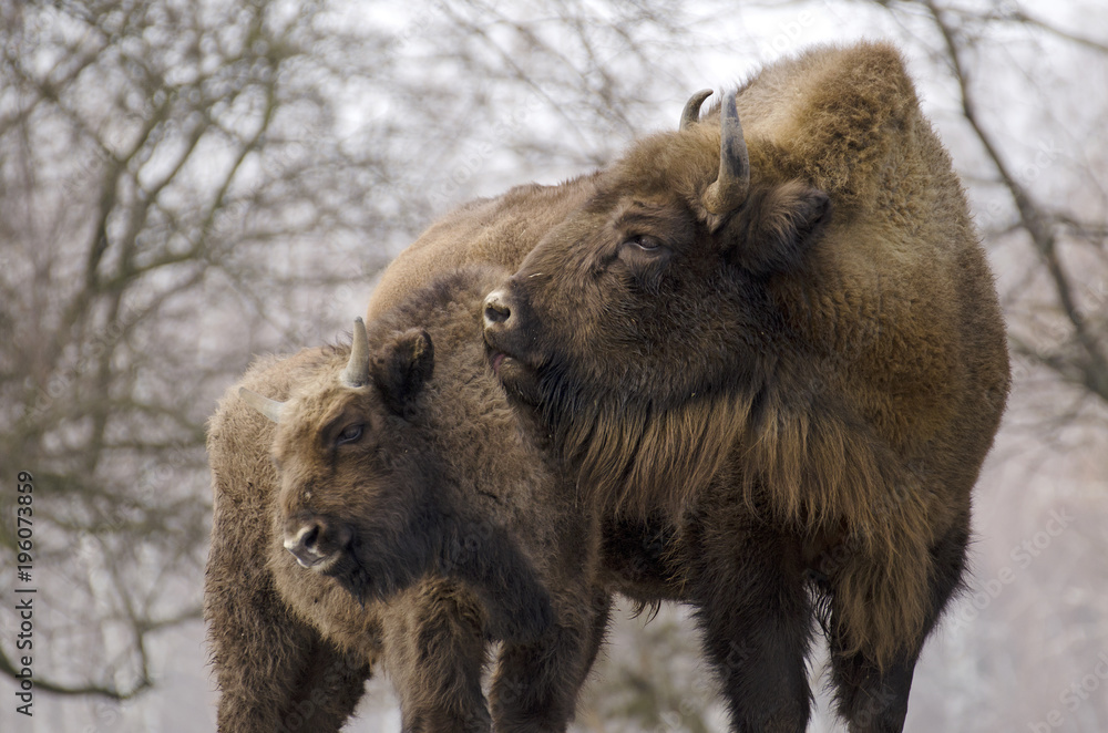 Obraz premium European Bison, Bison bonasus, Visent, herbivore in winter, herd, Slovakia