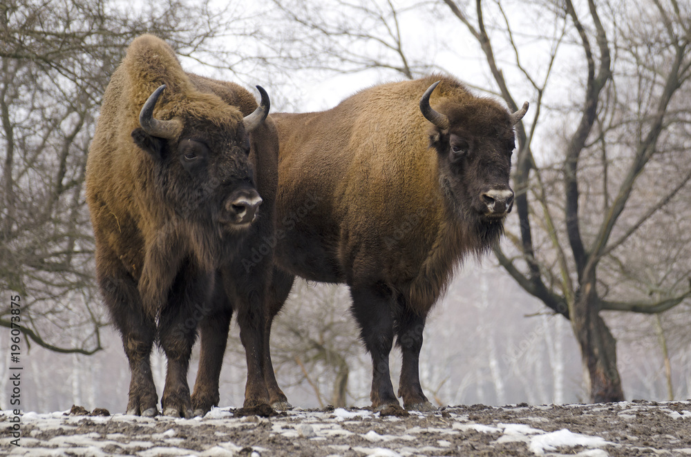 European Bison, Bison bonasus, Visent, herbivore in winter, herd, Slovakia European Bison, Bison bonasus, Visent, herbivore in winter, herd, Slovakia