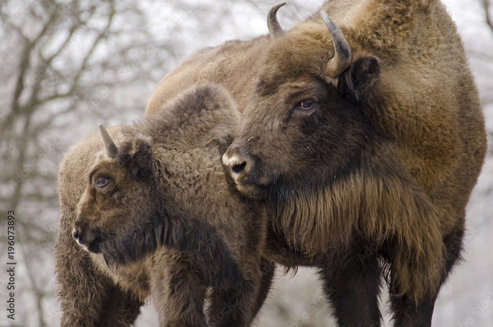 European Bison, Bison bonasus, Visent, herbivore in winter, herd, Slovakia