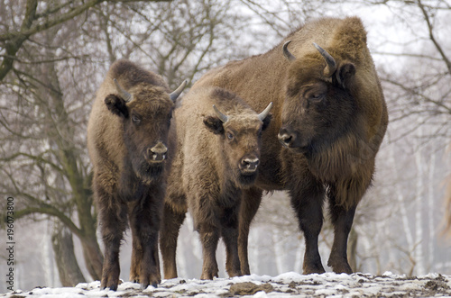 European Bison, Bison bonasus, Visent, herbivore in winter, herd, Slovakia