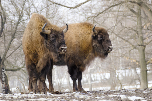 European Bison, Bison bonasus, Visent, herbivore in winter, herd, Slovakia