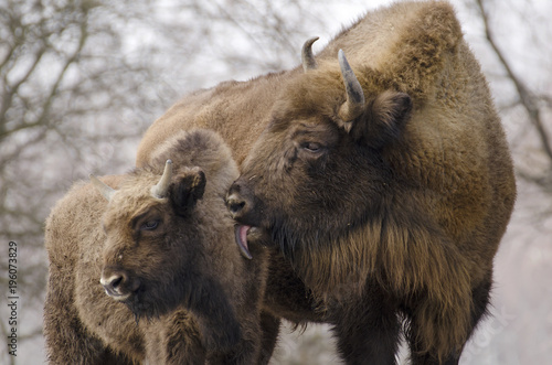 European Bison, Bison bonasus, Visent, herbivore in winter, herd, Slovakia