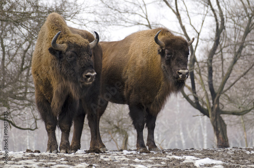 European Bison, Bison bonasus, Visent, herbivore in winter, herd, Slovakia