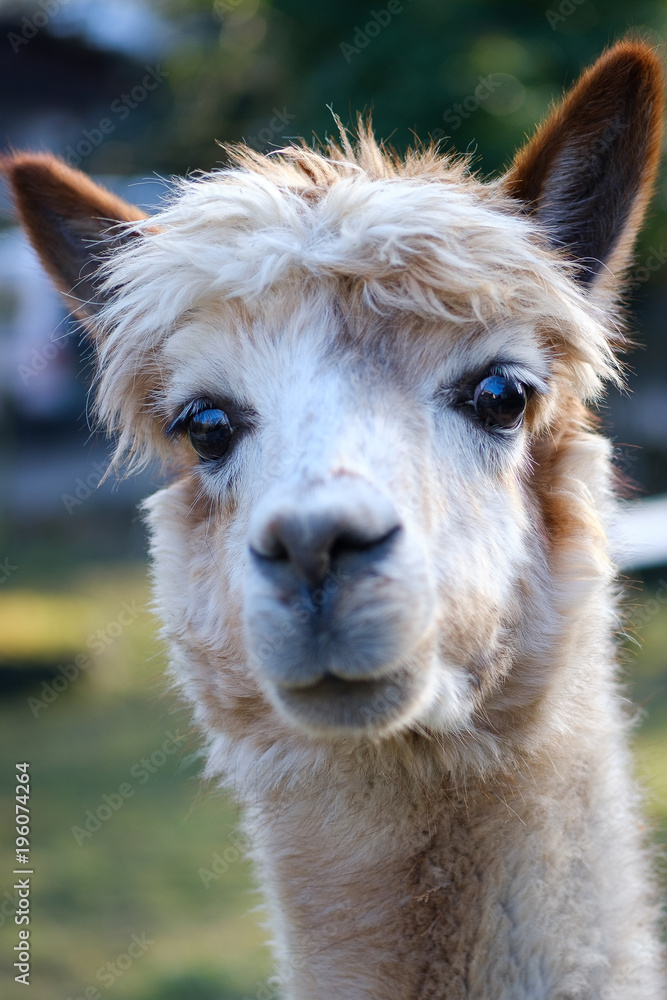 Alpaka auf dem Bauernhof in Deutschland Stock Photo Adobe Stock