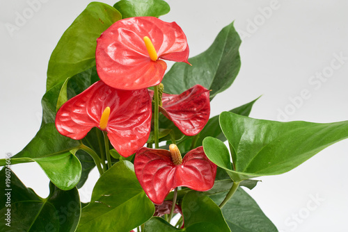 Photography Red anthurium in brown plastic pot isolated on white background
