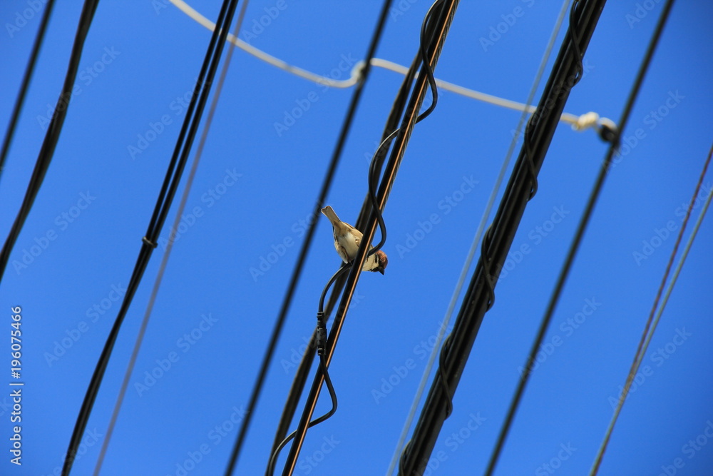 電線の上から見下ろすスズメ 宮城県 Stock Photo Adobe Stock