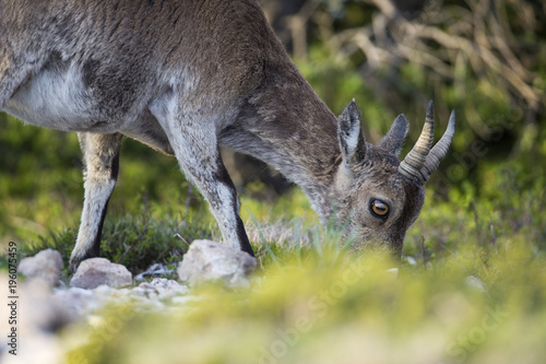 Detail of grazing female iberian ibex at parc natural los puertos de beceite photo