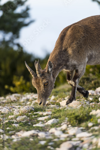 Detail of grazing female iberian ibex at parc natural los puertos de beceite