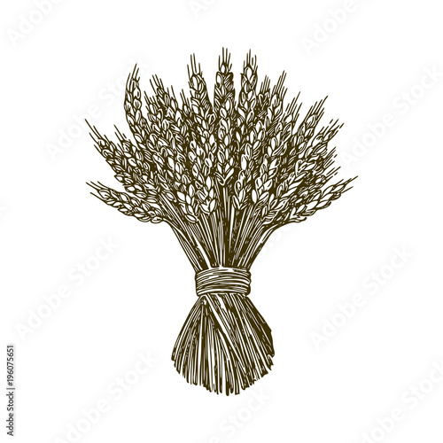 Sheaf of wheat. Engraving style. Vector illustration.