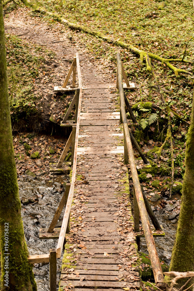 Fototapeta premium schmaler Holzpfad im Wald mit Moos und Laub