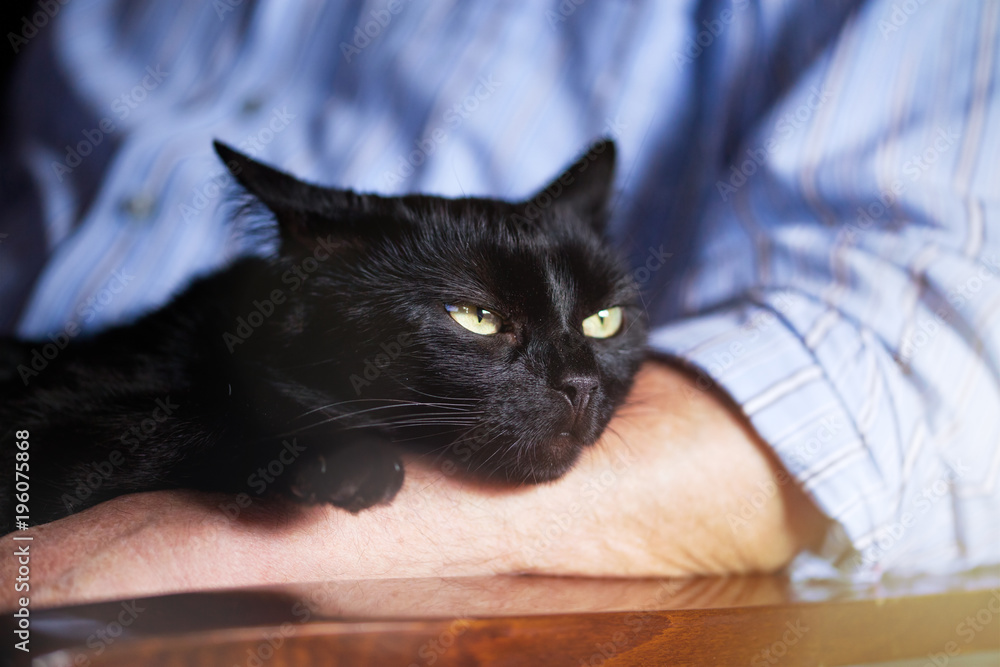 cute black cat resting in man's lap - relaxed pet owner