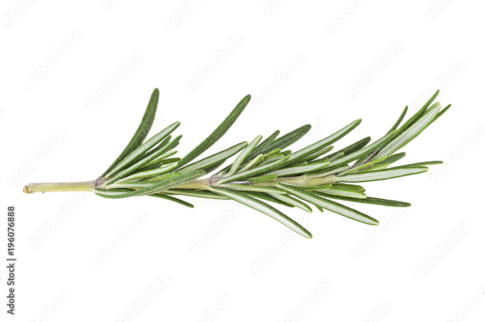 Fototapeta premium Twig of fresh rosemary over white background