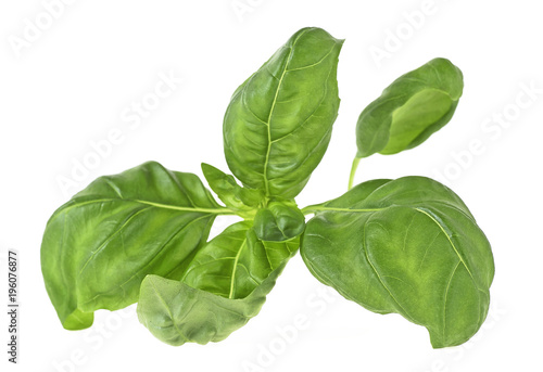 Closeup of fresh basil sprig isolated on a white background