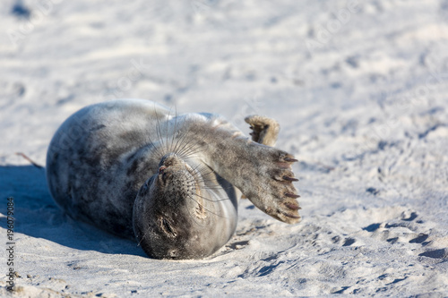 Young tired seal on white sand beach