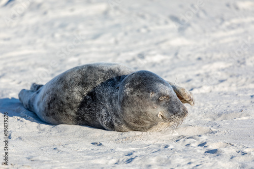 Young tired seal on white sand beach