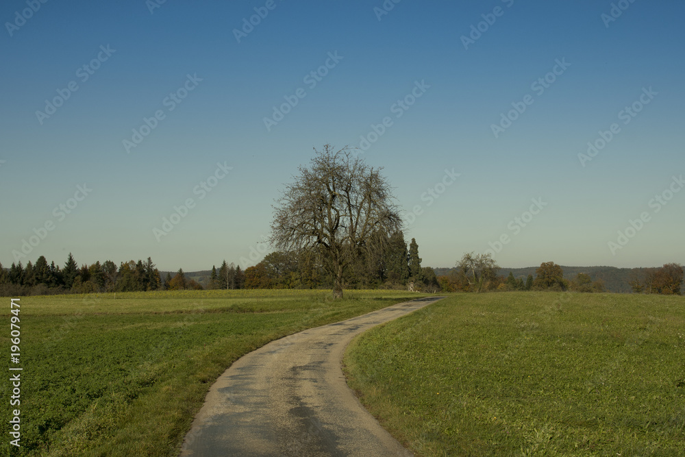 Obraz premium ein Weg zu einem Baum mit viel blauem Himmel
