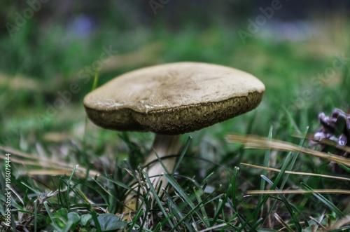 Macro Funghi nel bosco