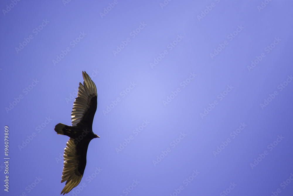Fototapeta premium Bird 1