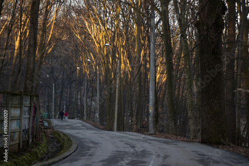 Road in the park