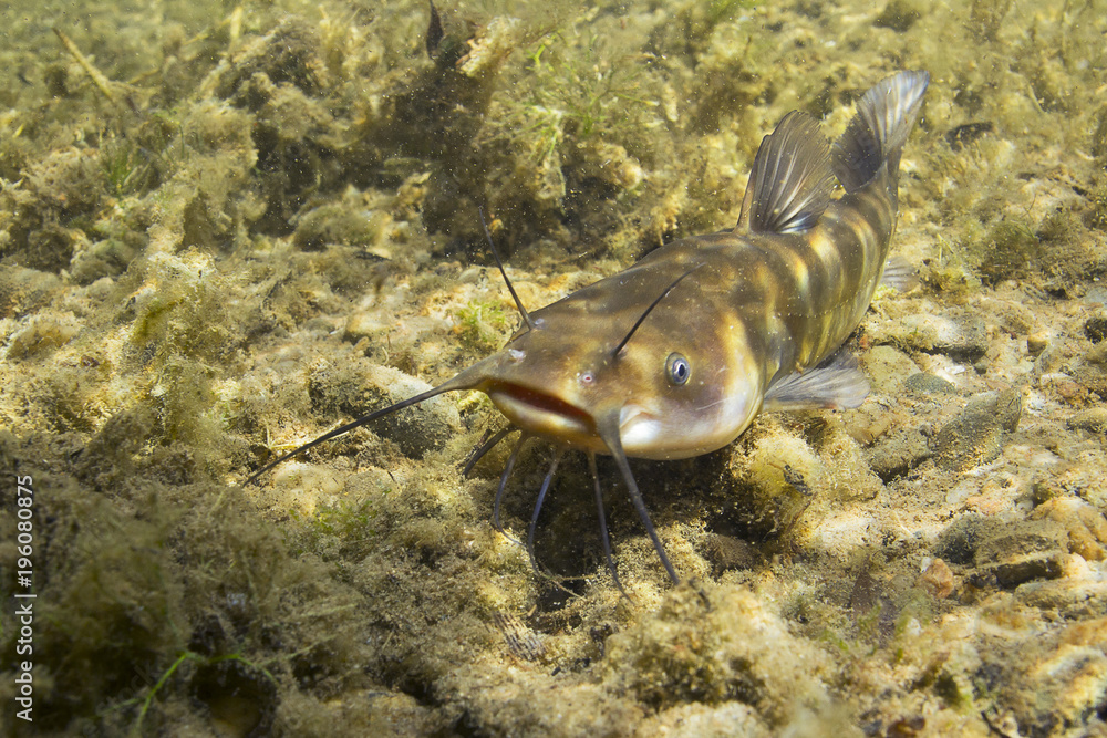 Brown Bullhead Catfish (Ameiurus Nebulosus) Underwater Photography.  Freshwater Fish In Clean Water And Nature Habitat. Natural Light. Lake And  River Habitat. Wild Animal. Stock Photo | Adobe Stock