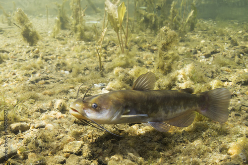 Brown Bullhead Catfish (Ameiurus nebulosus) underwater photography. Freshwater fish in clean water and nature habitat. Natural light. Lake and river habitat. Wild animal.