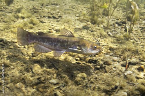 Brown Bullhead Catfish (Ameiurus nebulosus) underwater photography. Freshwater fish in clean water and nature habitat. Natural light. Lake and river habitat. Wild animal.