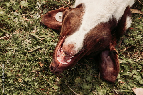 Homeless dog having fun on the grass photo