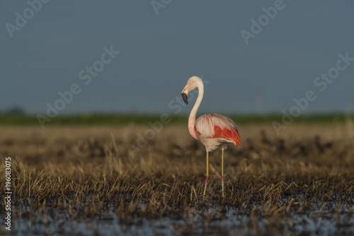 Flamingos  Patagonia Argentina