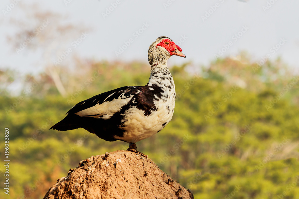 Fototapeta premium Duck standing on the mound in the farm.