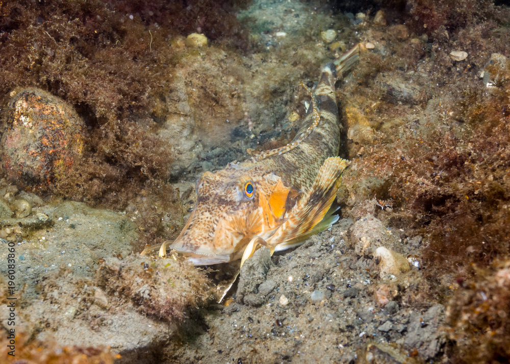 Northern Sea Robin Right Northern Sea Robin Right