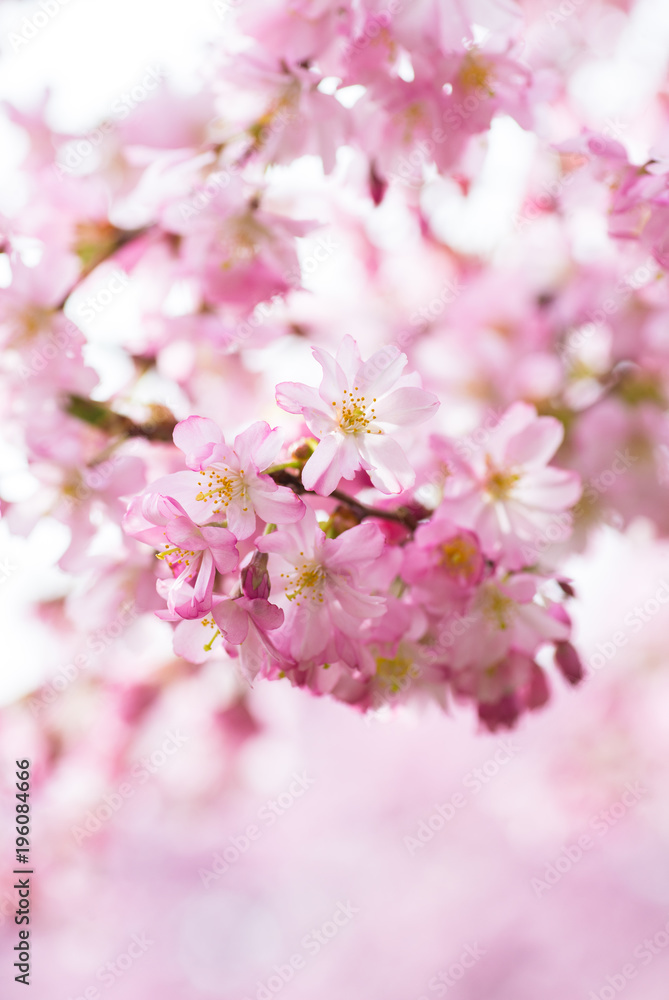 Ast mit blühender japanischer Kirschblüte