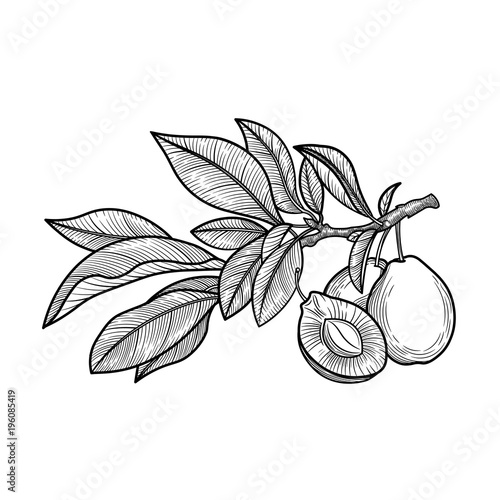 Plum. Fruit. Vector illustration. 