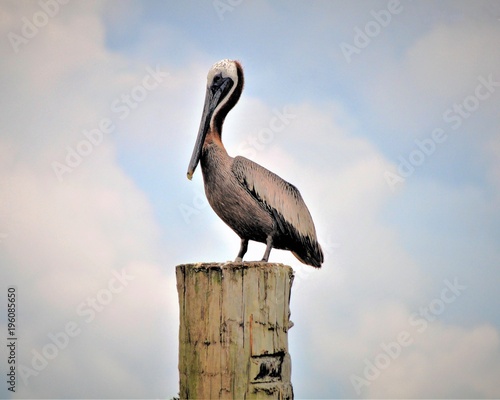 Canvas-taulu Louisiana Pelican