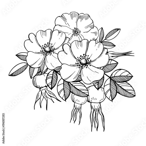 Bilde på lerret Hand drawn flowers