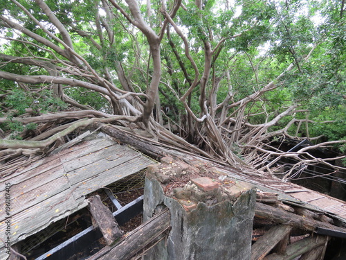 Roof of the Anping Tree house