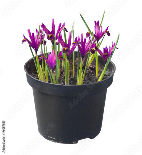 Blossoming Iridodictyum isolated on white background photo