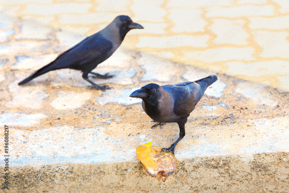 Obraz premium Black ravens with prey