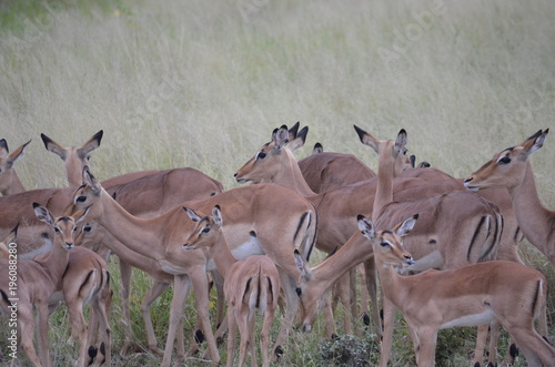 Impalas at Kruger National Park - South Africa