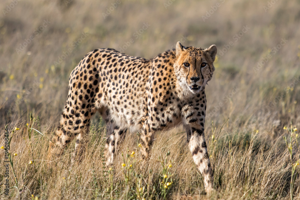 Cheetah walking in Tiger Canyons Game Reserve In South Africa Cheetah walking in Tiger Canyons Game Reserve In South Africa
