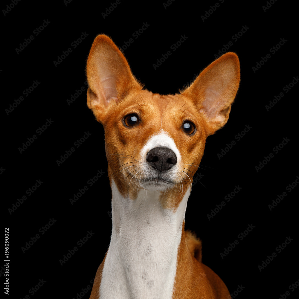 Close-up Humanity Portrait White with Red Basenji Dog Stare on Isolated Black Background, Font view