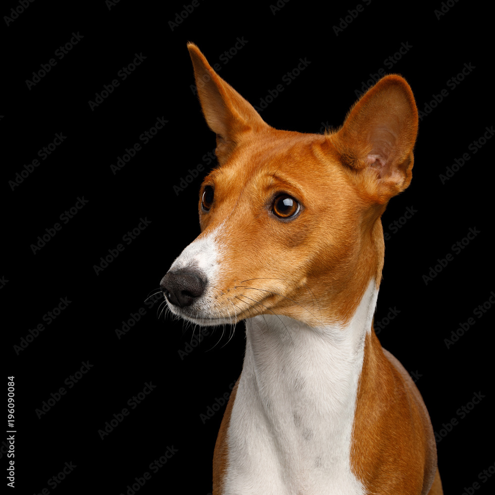 Humanity Portrait White with Red Basenji Dog Stare on Isolated Black Background, Profile view